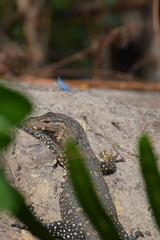 Varanus salvator salvator