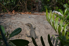 Varanus salvator salvator