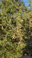 Lycium exsertum