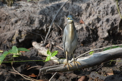 Butorides striata