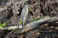 Butorides striata