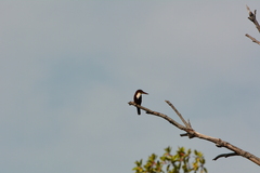 Halcyon smyrnensis