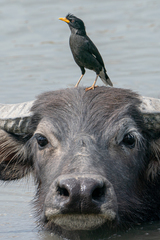 Acridotheres grandis