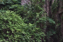 Leiocarpae