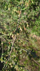 Lycium exsertum