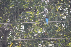 Halcyon smyrnensis