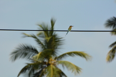 Merops philippinus