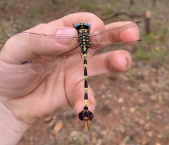 Phyllogomphus selysi