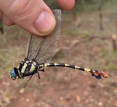 Phyllogomphus selysi