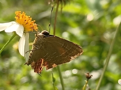 Deudorix epijarbas