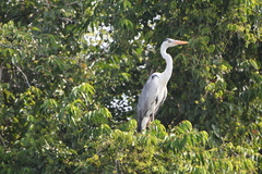 Ardea cinerea