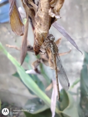Oxyagrion