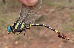 Phyllogomphus selysi