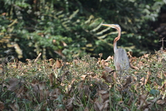 Ardea purpurea