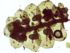 Frullania polysticta