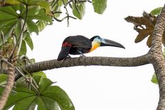Ramphastos vitellinus