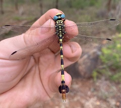 Phyllogomphus selysi