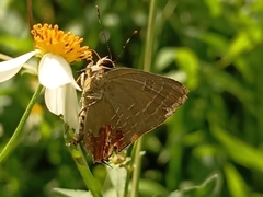 Deudorix epijarbas