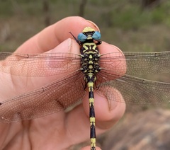 Phyllogomphus selysi