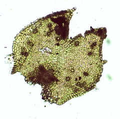 Frullania polysticta