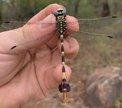 Phyllogomphus selysi