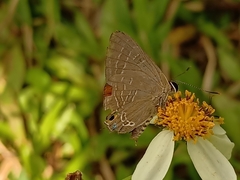 Deudorix epijarbas