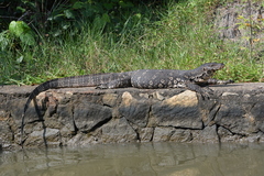 Varanus salvator salvator