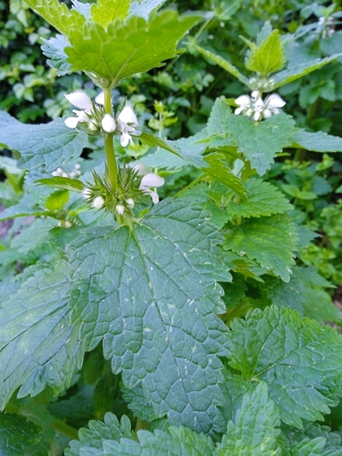 Image of Lamium moschatum by (c) yelena_antipova, some rights reserved (CC BY)