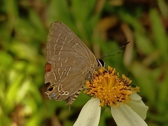 Deudorix epijarbas