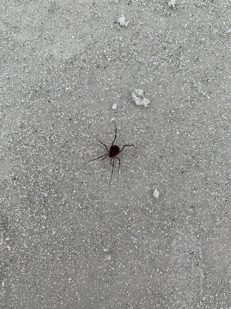 Libitioides ornata