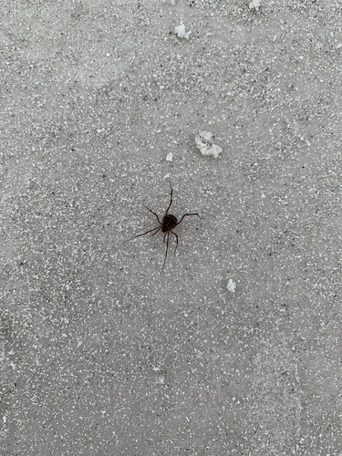 Photo of Ornate Harvestman (Libitioides ornata)