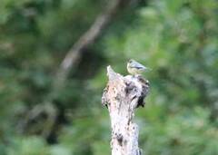 Cyanistes teneriffae
