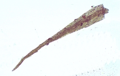 Rhynchostegiella trichophylla