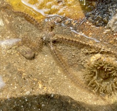 Ophiotrichidae