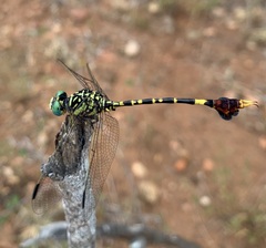 Paragomphus sabicus