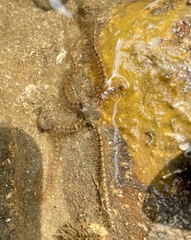 Ophiotrichidae