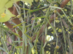 Viscum articulatum