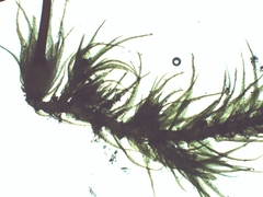 Rhynchostegiella trichophylla