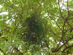 Viscum articulatum