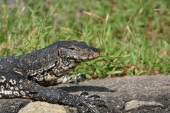 Varanus salvator salvator