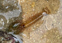 Alpheidae
