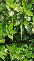 Rhizophora mucronata