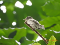 Muscicapa dauurica