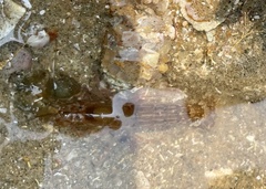 Alpheidae