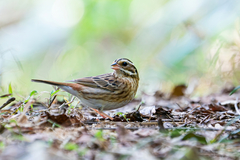 Emberiza tristrami
