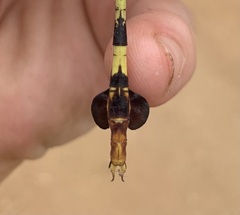 Phyllogomphus selysi