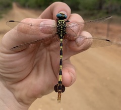 Phyllogomphus selysi