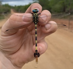 Phyllogomphus selysi