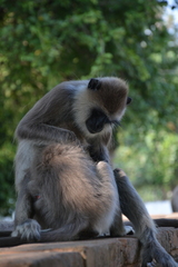Semnopithecus priam