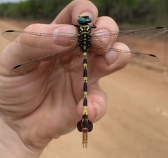 Phyllogomphus selysi